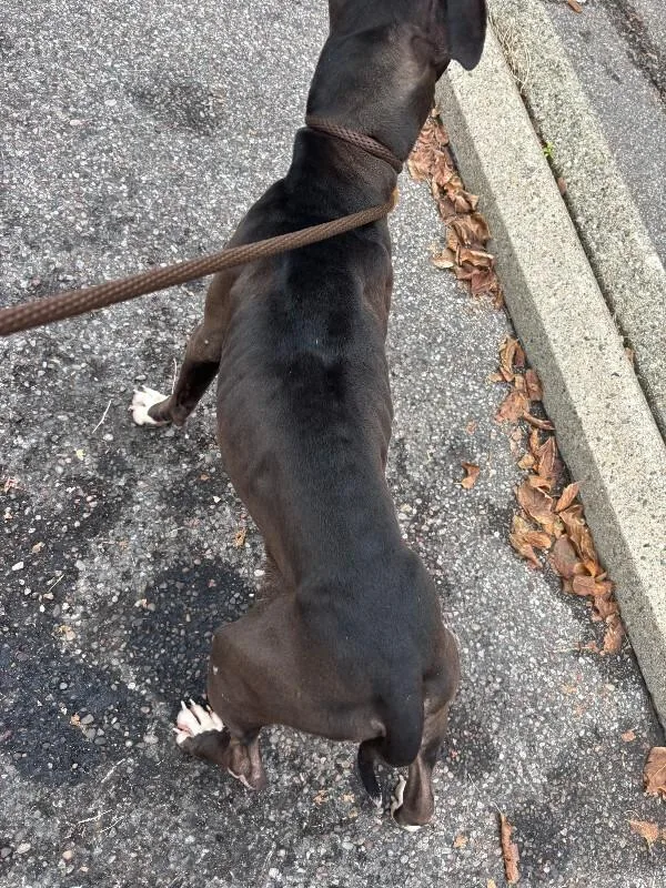 An adult medium-sized female Brown / Chocolate Mixed Breed dog named Bootsie for adoption in Cincinnati, OH