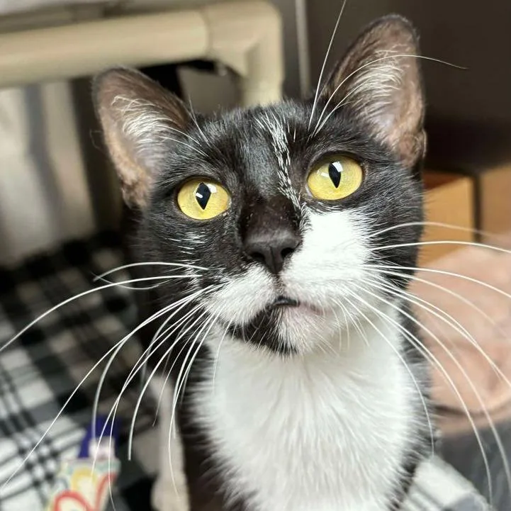 An adult large-sized female Black Domestic Short Hair cat named Matilda for adoption in Milan, IL