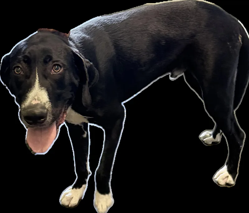 Mylo