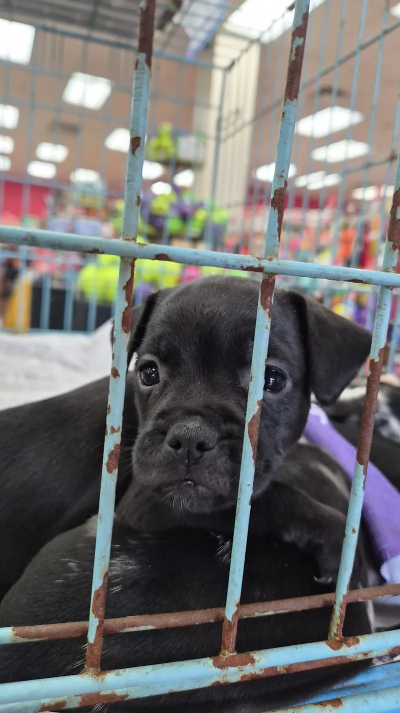 A baby small-sized female French Bulldog dog named Kahlo for adoption in Orlando, FL
