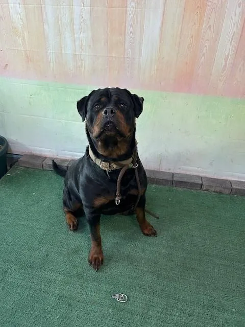 An adult medium-sized female Rottweiler dog named Luna for adoption in Baldwin Park, CA
