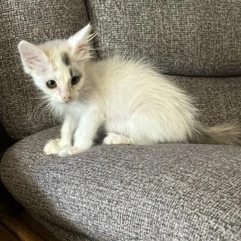 Camero