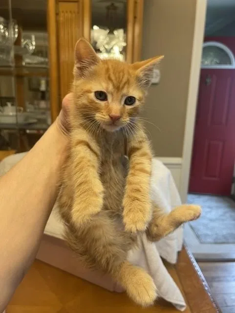 A young medium-sized male Tabby (Orange / Red) Domestic Short Hair cat named Nori for adoption in Nutley, NJ