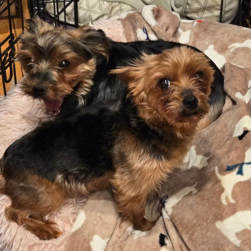 An adult small-sized female Black Yorkshire Terrier dog named Minnie for adoption in Rochester, MN