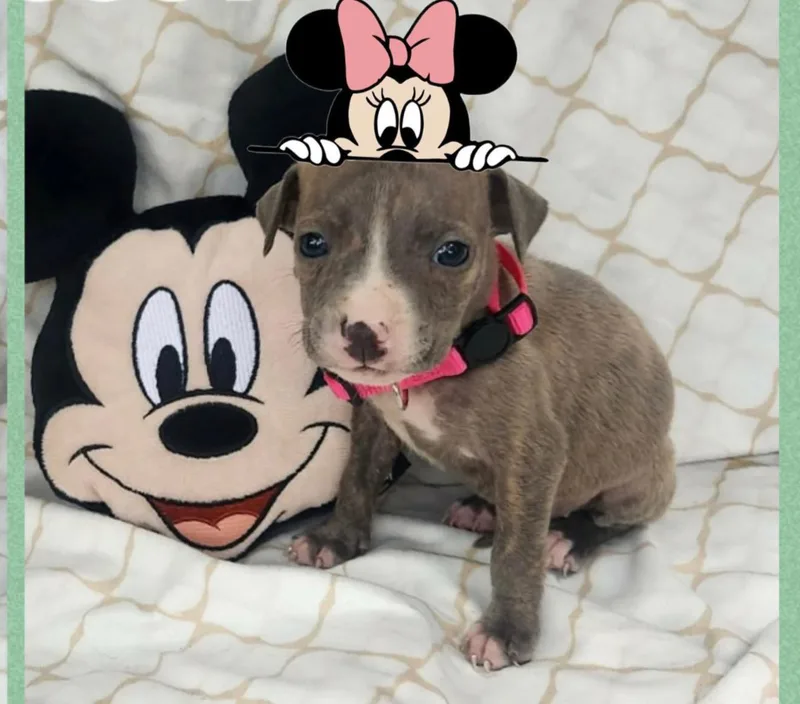 A baby medium-sized female Brindle Boxer dog named Flossy for adoption in White Lake, MI