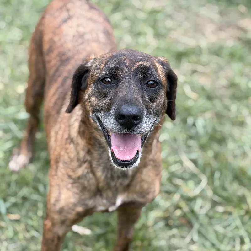 An adult large-sized female Hound dog named Glory for adoption in Hazard, KY