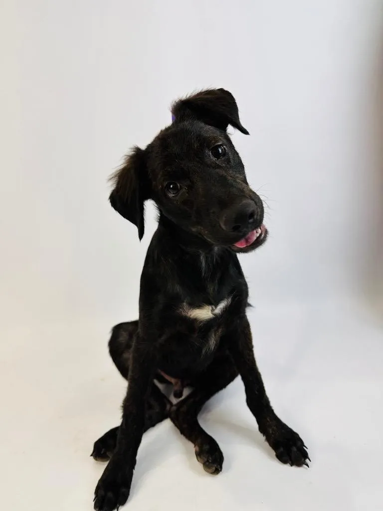 A baby medium-sized male German Shepherd Dog dog named Alexander Hamilton for adoption in Alvin, TX