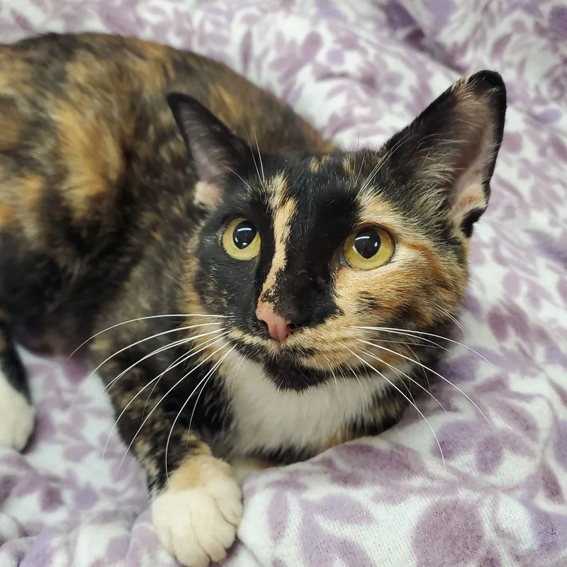 A young medium-sized female Tortoiseshell Domestic Short Hair cat named Charm for adoption in Marseilles, IL