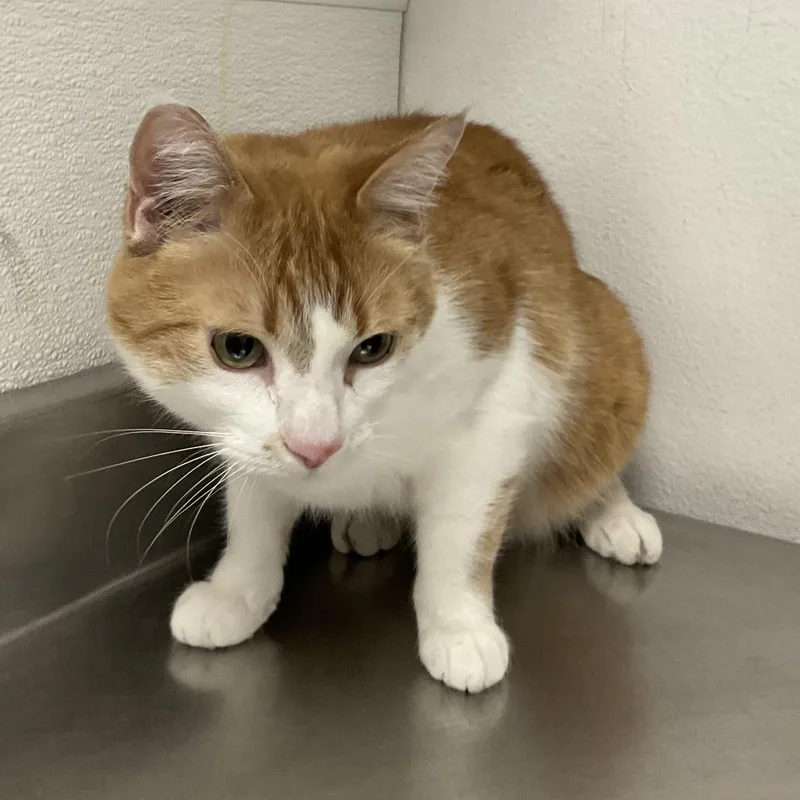 An adult large-sized male Orange / Red Domestic Medium Hair cat named Aphmau for adoption in Henderson, NV