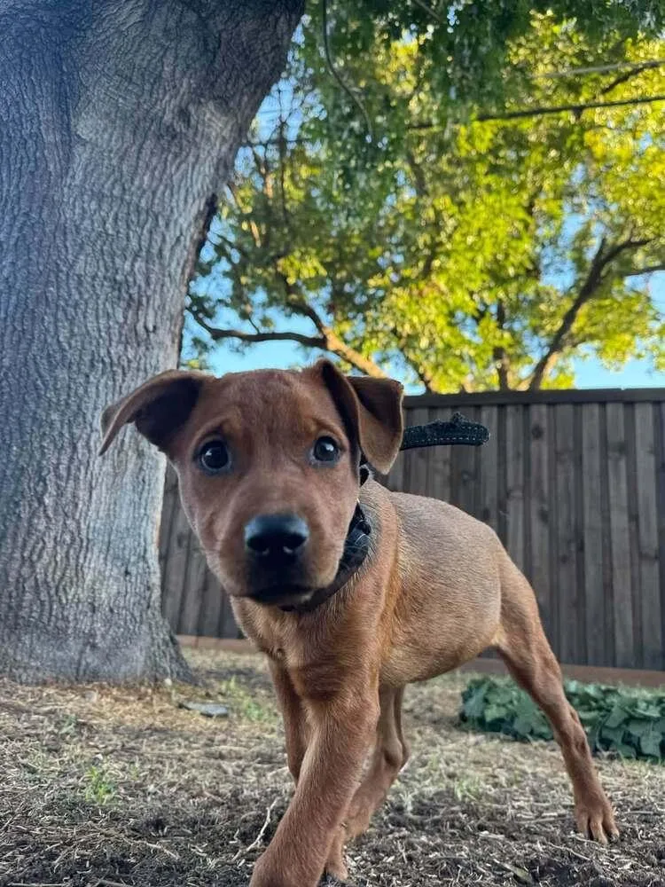 A baby medium-sized female Miniature Pinscher dog named Fall Leaves Litter: Aspen for adoption in Dallas, TX