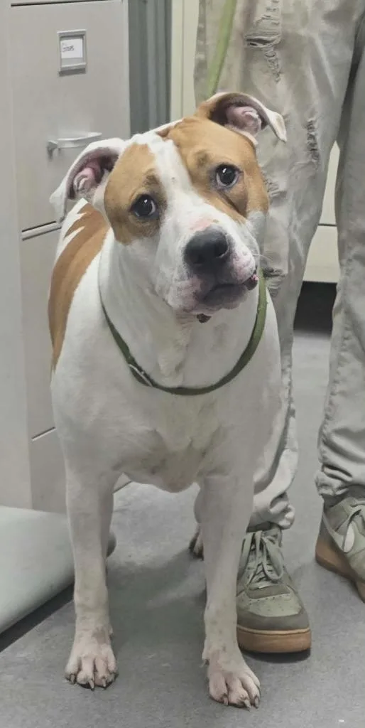 A young large-sized male American Bulldog dog named Knuckles for adoption in Hillsdale, IN