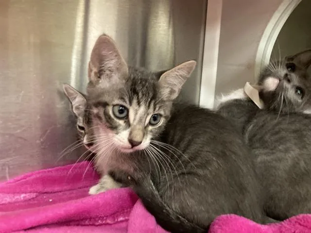 A baby small-sized female Domestic Short Hair cat named Ayla for adoption in Tustin, CA