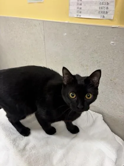 A young small-sized female Domestic Medium Hair cat named Ebony for adoption in Honolulu, HI