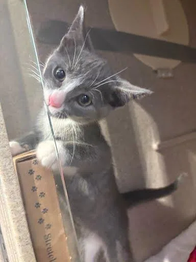 A baby medium-sized male Domestic Short Hair cat named Grayson for adoption in Washington, DC