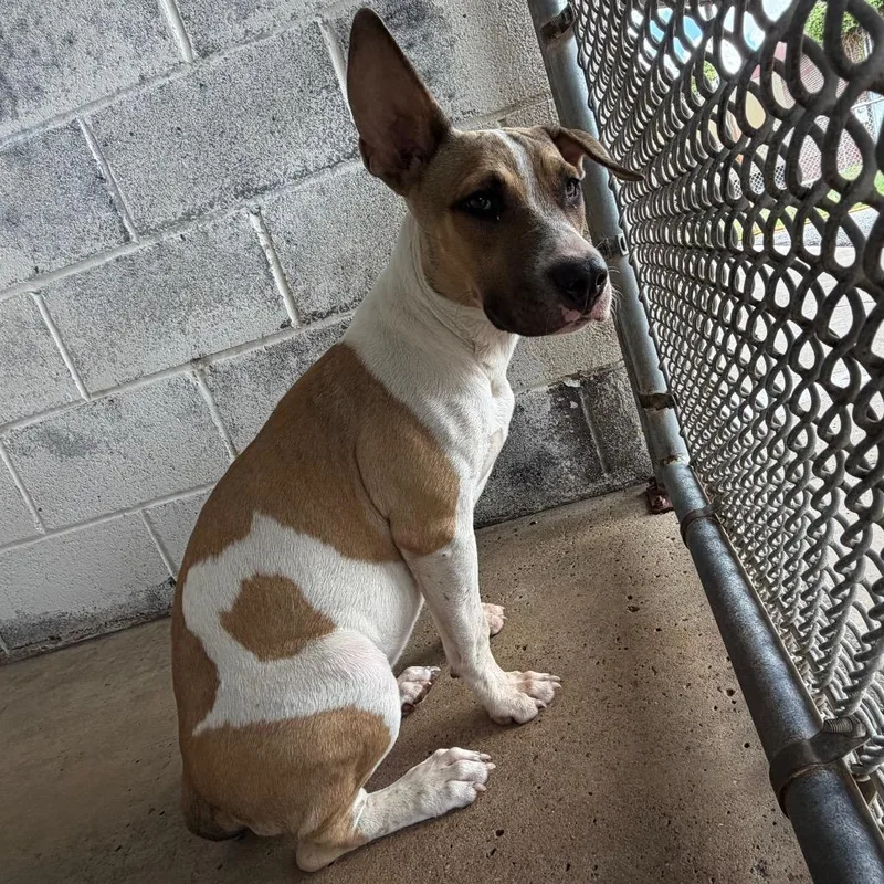 An adult medium-sized female Brown / Chocolate Bull Terrier dog named Love for adoption in Edinburg, TX