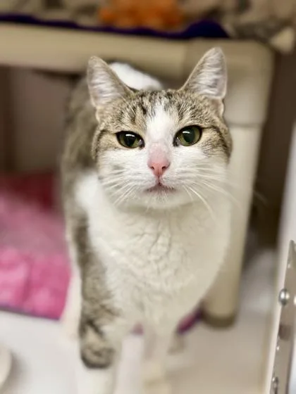 An adult medium-sized female Tabby (Brown / Chocolate) Domestic Short Hair cat named Roxanne for adoption in Downers Grove, IL