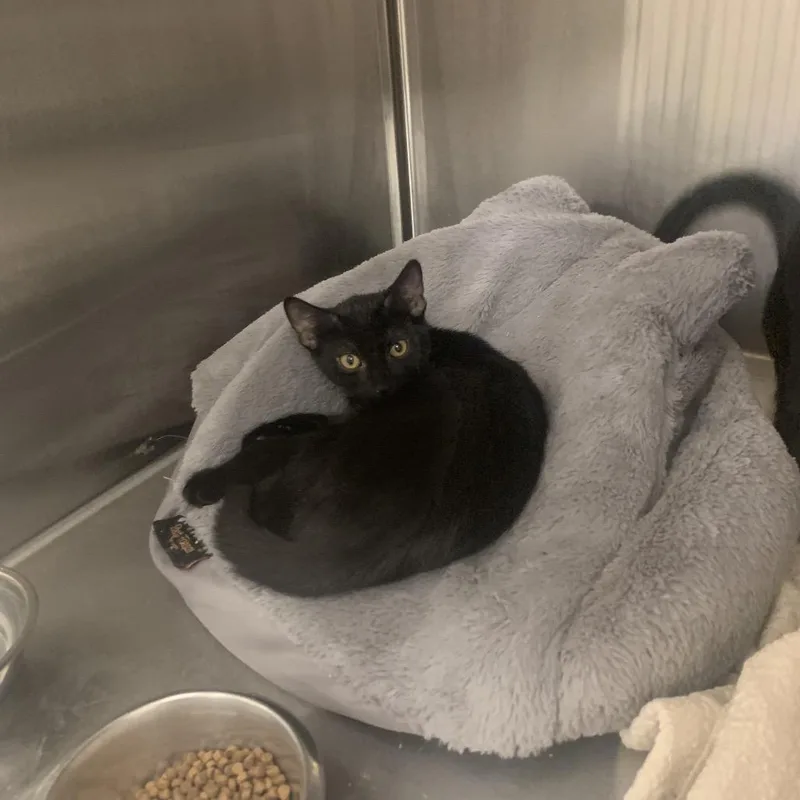 A baby small-sized female Black Domestic Short Hair cat named Salem for adoption in West Palm Beach, FL