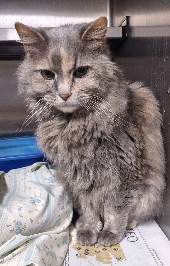 A senior large-sized female Domestic Long Hair cat named Bree for adoption in Albemarle, NC