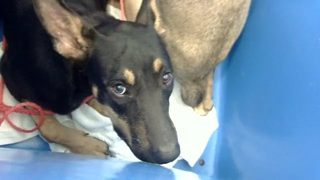 A young large-sized male Mixed Breed dog named Hunter for adoption in Dallas, TX