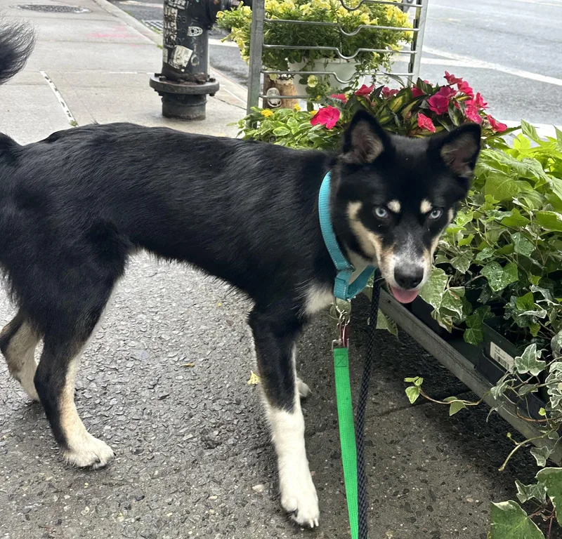 A young medium-sized male Tricolor (Brown, Black, & White) Husky dog named Blu for adoption in Brooklyn, NY