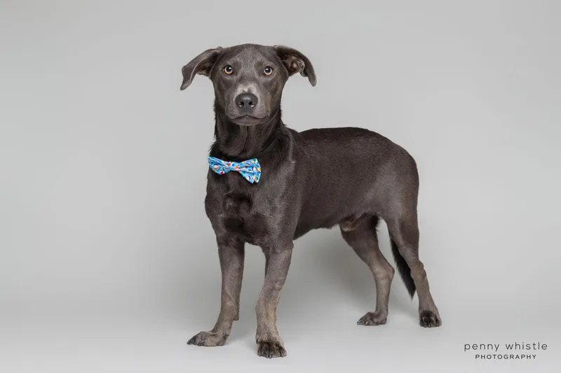 A young medium-sized male Gray / Blue / Silver Weimaraner dog named Grayson for adoption in Coppell, TX