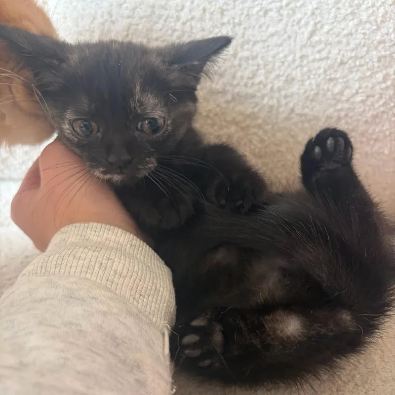 A baby small-sized female Tortoiseshell Domestic Short Hair cat named Ohrla for adoption in Rochester, MN