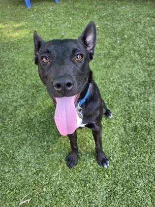 An adult medium-sized female Australian Kelpie dog named Wilma for adoption in Savannah, GA