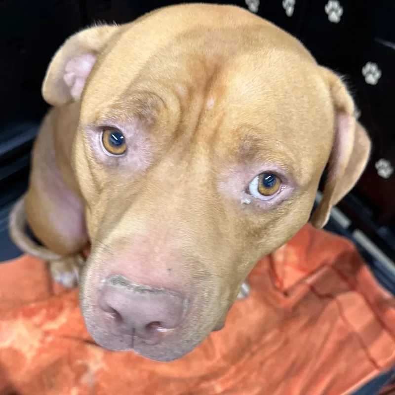 An adult medium-sized male American Staffordshire Terrier dog named Gilbert for adoption in Abilene, TX