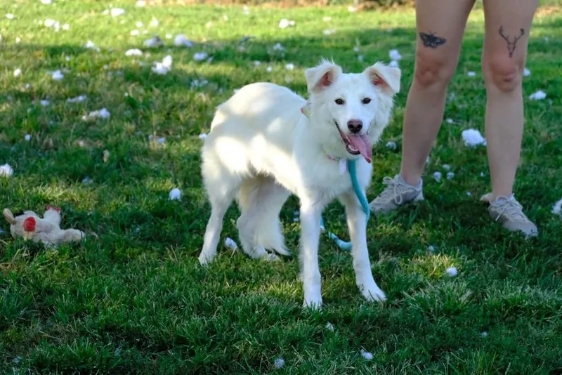 An adult medium-sized female White / Cream Mixed Breed dog named Perdita for adoption in Evansville, IN