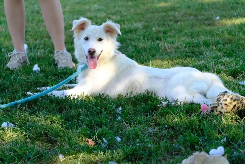 Perdita thumbnail 6