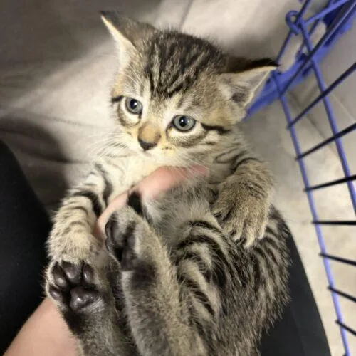 A baby small-sized female Tabby (Gray / Blue / Silver) Domestic Short Hair cat named Ella for adoption in Burlington, IA