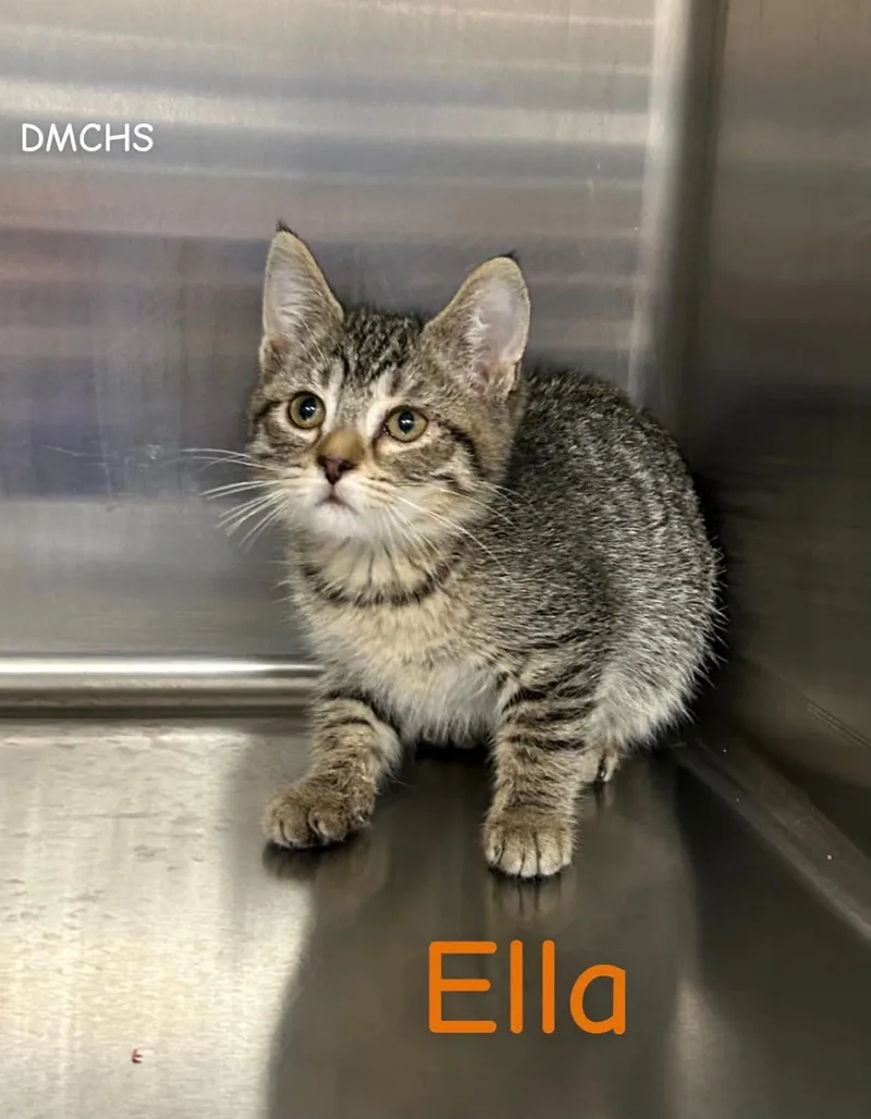 Ella thumbnail 2