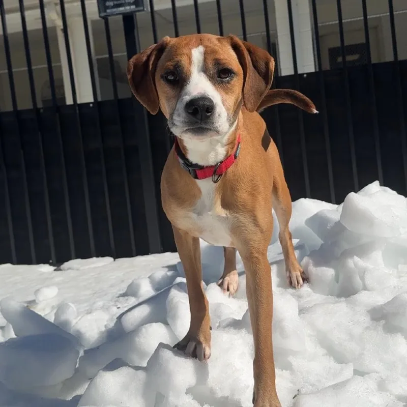 Honeycrisp thumbnail 3