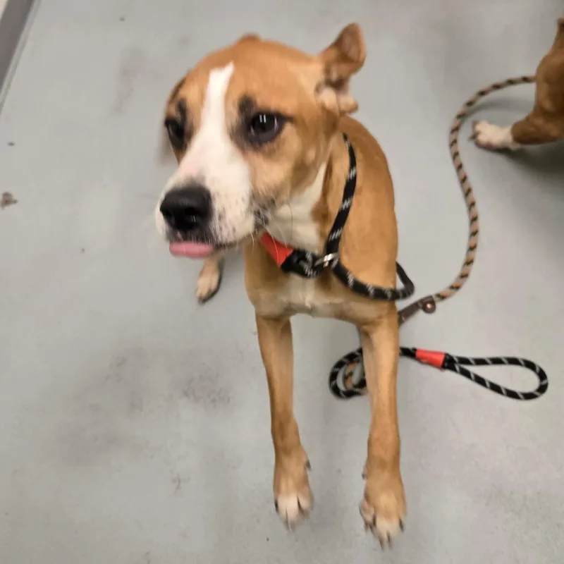 Honeycrisp thumbnail 6