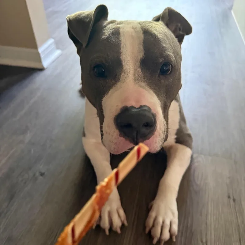 A senior large-sized male Gray / Blue / Silver Pit Bull Terrier dog named Enzo for adoption in Dallas, TX
