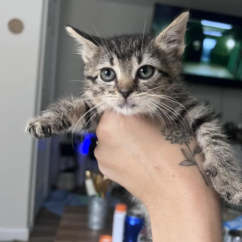 A baby small-sized female Brown / Chocolate Domestic Short Hair cat named Tinkerbell for adoption in Ridgely, MD