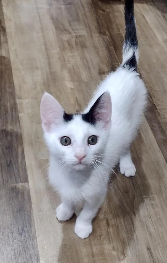 A baby small-sized male Domestic Short Hair cat named Totter for adoption in Dixon, CA