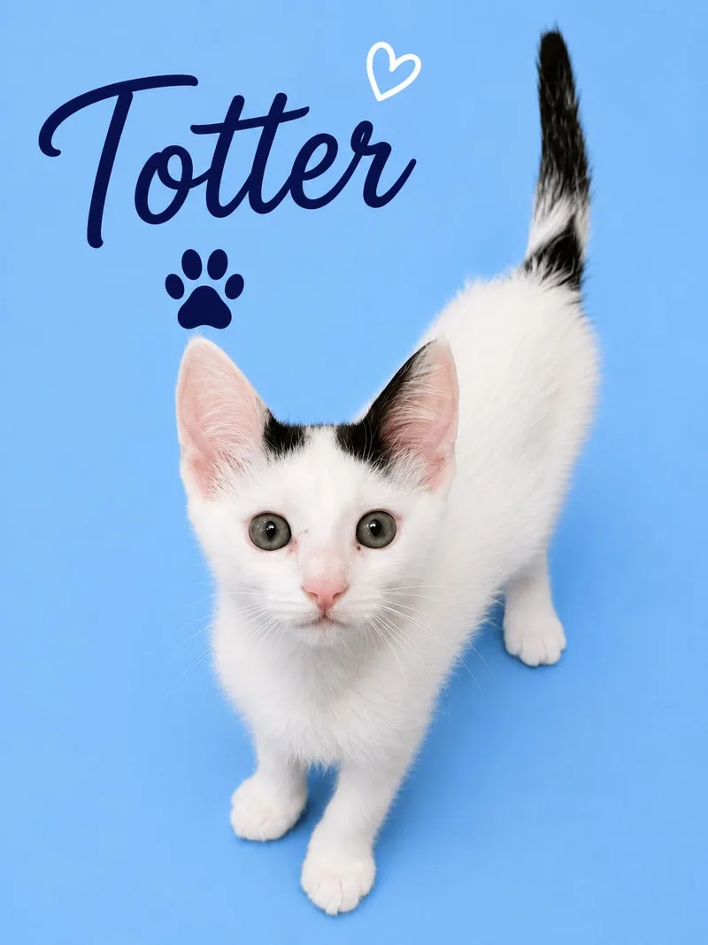 Totter thumbnail 3