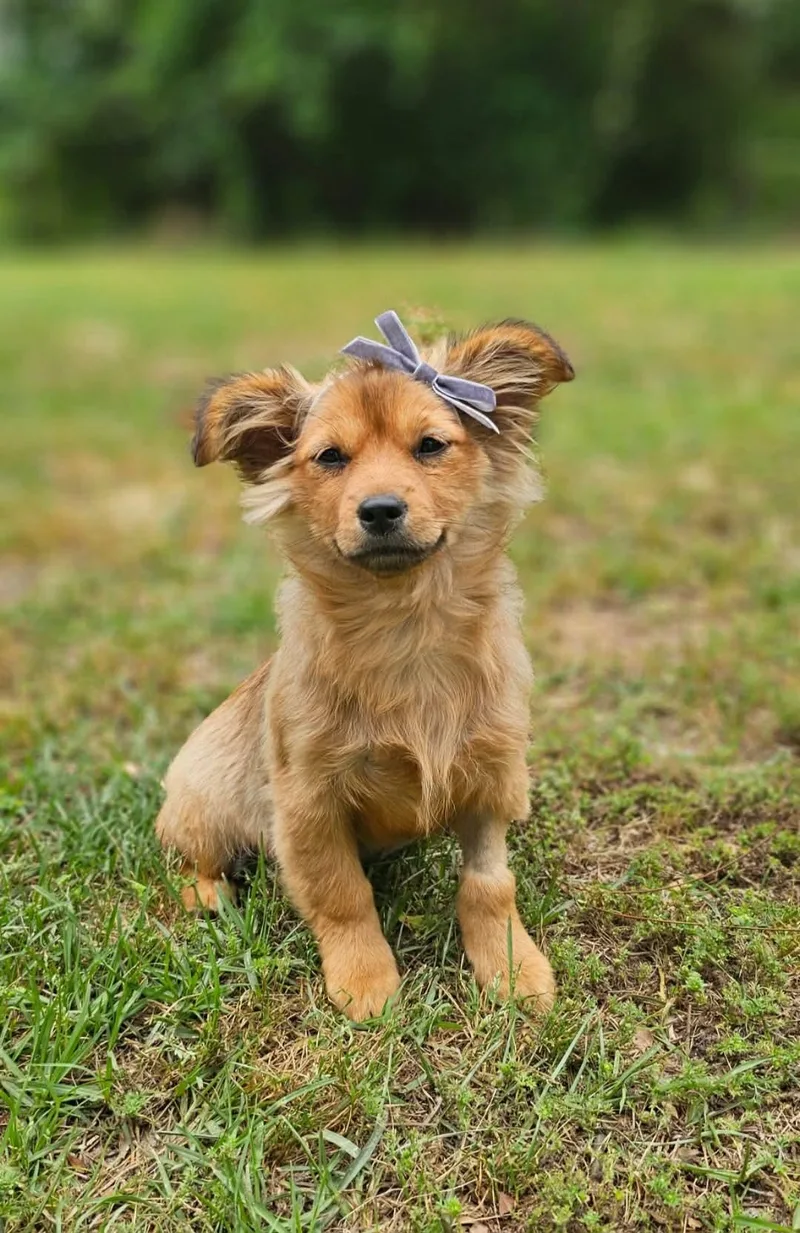 A baby medium-sized female Merle (Red) Mixed Breed dog named Piper for adoption in BONIFAY, FL