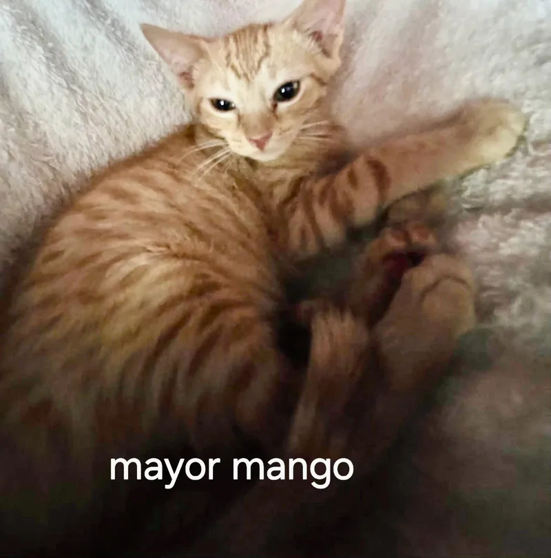 A baby medium-sized male Orange / Red Domestic Short Hair cat named Mayor Mango for adoption in Oviedo, FL