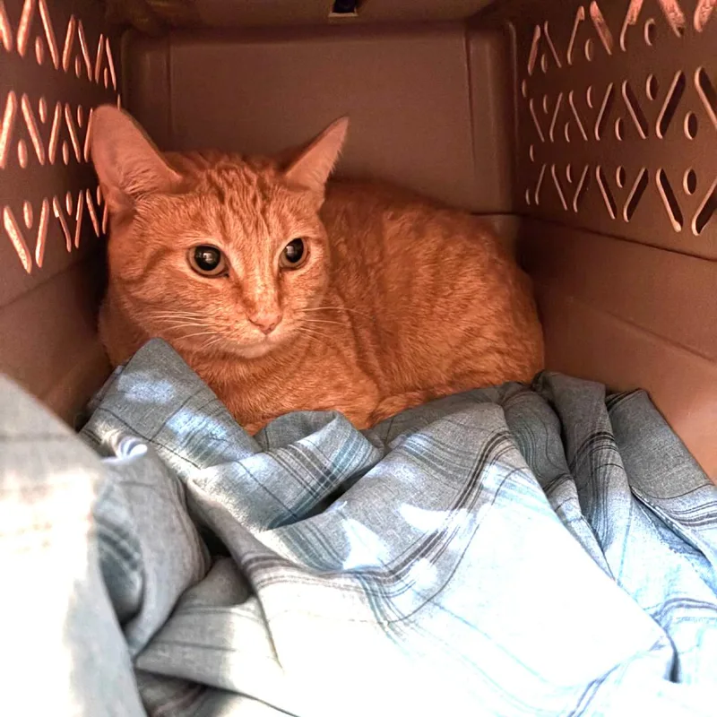 An adult small-sized male Orange / Red Domestic Short Hair cat named HSJCStray "Doug" for adoption in Port Townsend, WA