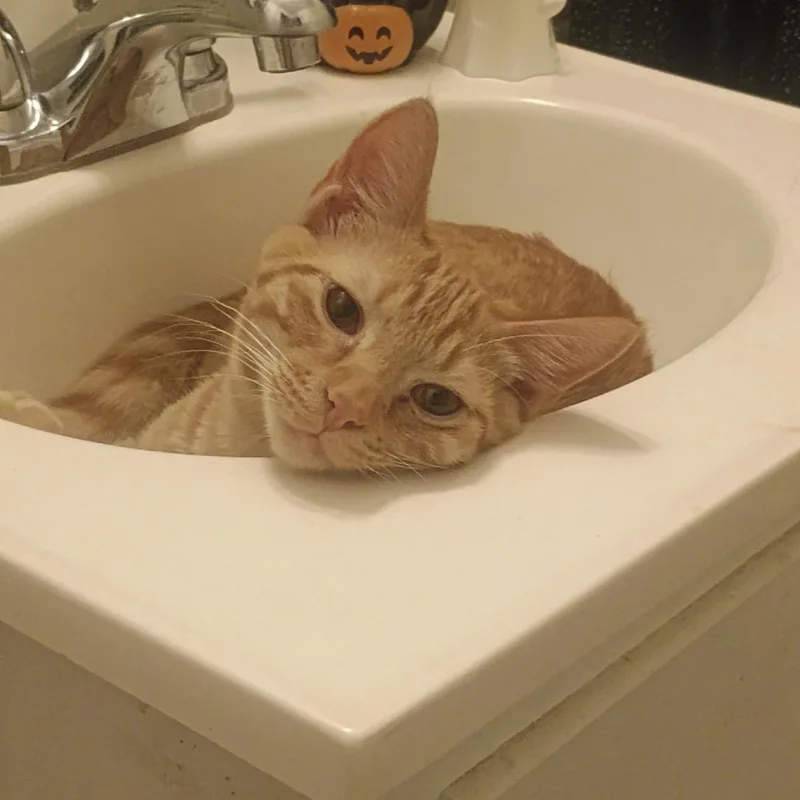 A baby small-sized male Orange / Red Domestic Short Hair cat named Yuji for adoption in Wichita, KS