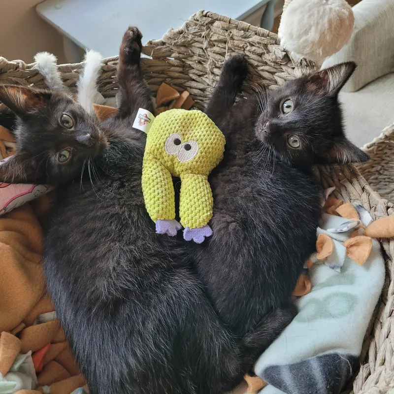 Topanga & Clarissa thumbnail 2