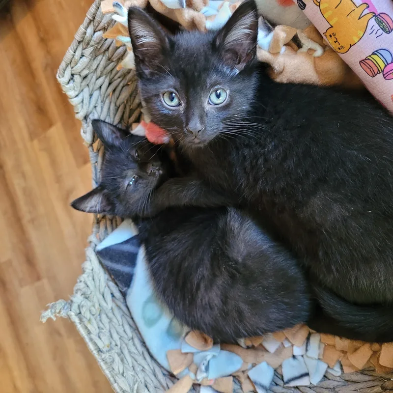 Topanga & Clarissa thumbnail 4