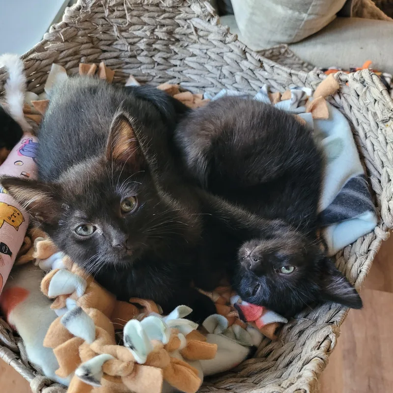 Topanga & Clarissa thumbnail 6