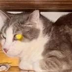 An adult medium-sized male Tabby (Brown / Chocolate) Domestic Short Hair cat named Kenny for adoption in Springfield, MO