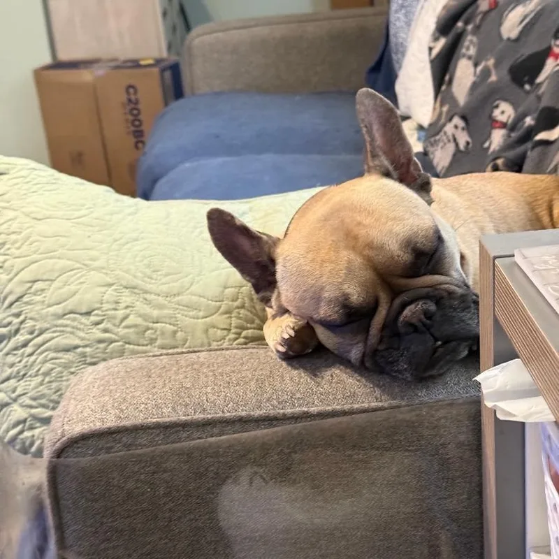 A young small-sized female Sable French Bulldog dog named Willow In Mo for adoption in Elkhorn, NE