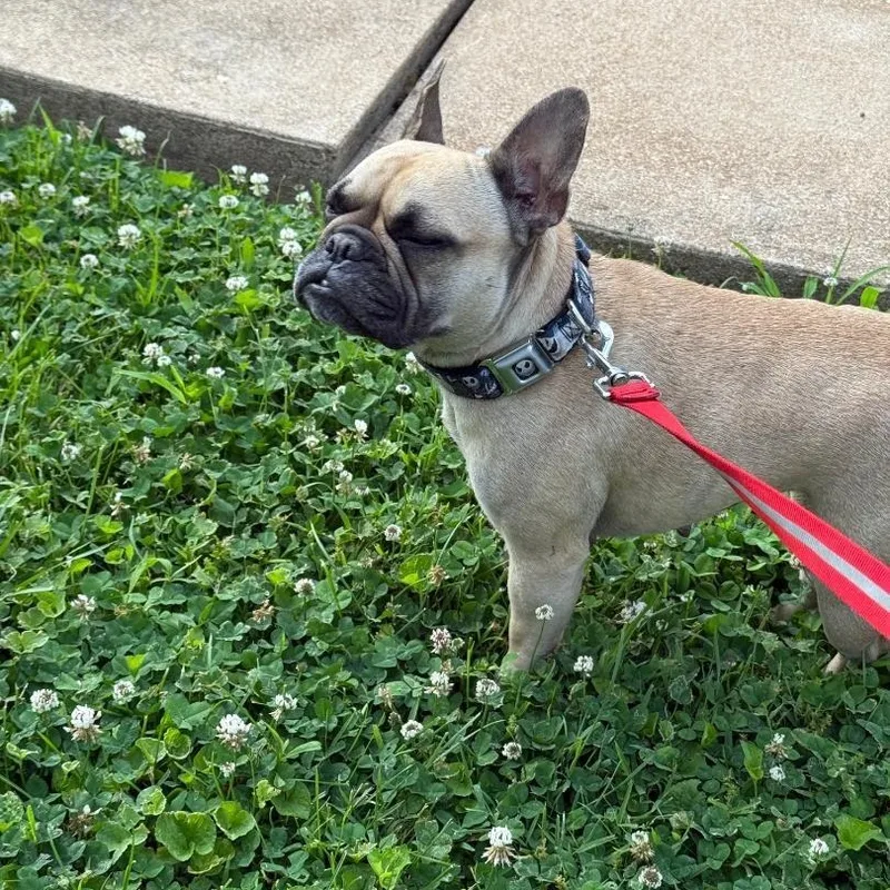 Willow In Mo thumbnail 4