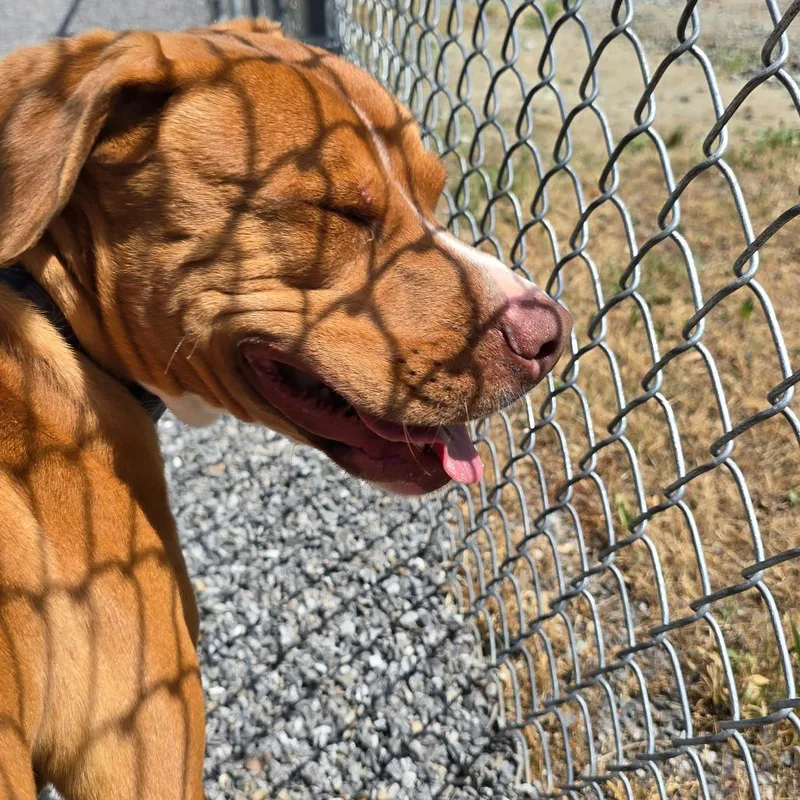 A young large-sized male Brown / Chocolate Mixed Breed dog named Roman for adoption in Walnut Cove, NC