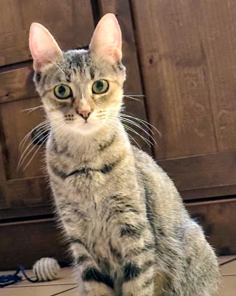 An adult medium-sized female Domestic Short Hair cat named Winnie for adoption in Sonora, CA